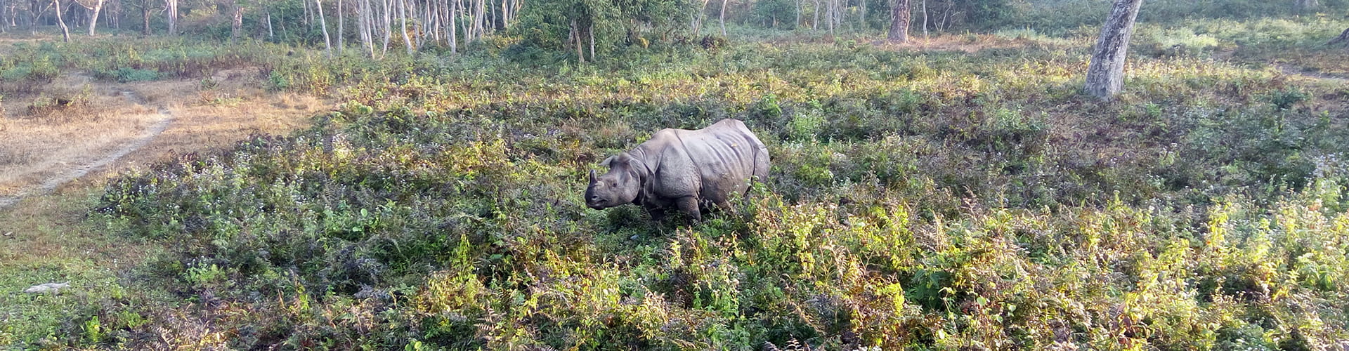 Buxa, Jaldapara Gorumara Special